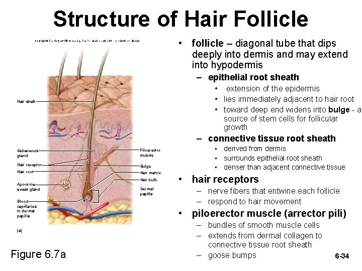 Structure of Hair Follicle • follicle – diagonal tube that dips deeply into dermis