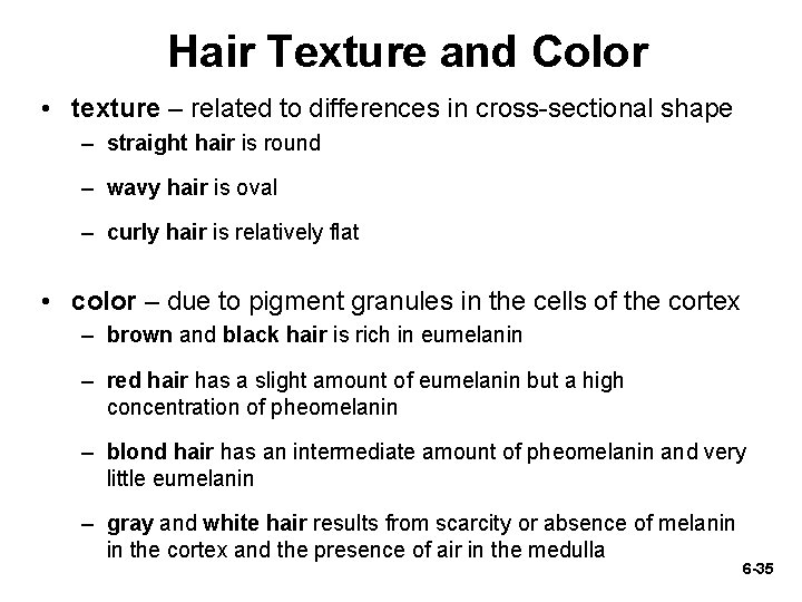 Hair Texture and Color • texture – related to differences in cross-sectional shape –