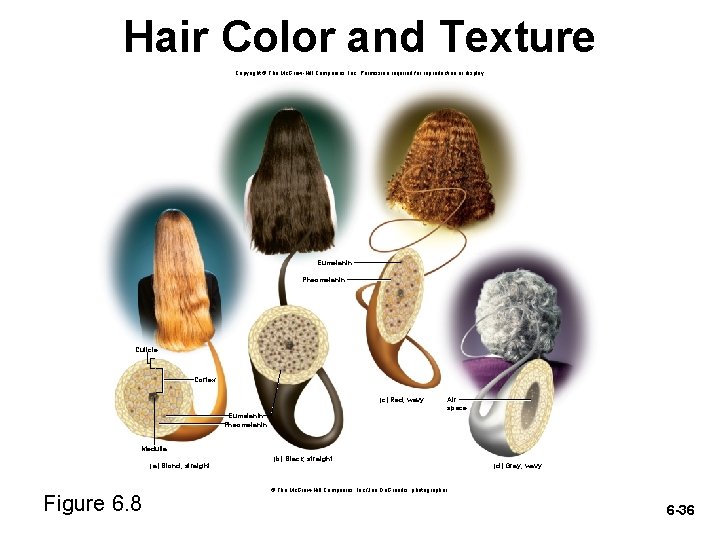 Hair Color and Texture Copyright © The Mc. Graw-Hill Companies, Inc. Permission required for