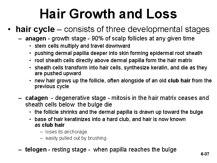 Hair Growth and Loss • hair cycle – consists of three developmental stages –