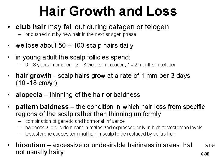 Hair Growth and Loss • club hair may fall out during catagen or telogen