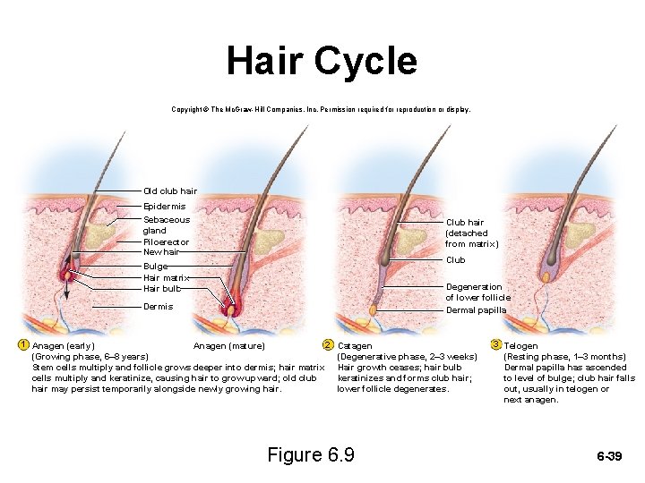 Hair Cycle Copyright © The Mc. Graw-Hill Companies, Inc. Permission required for reproduction or