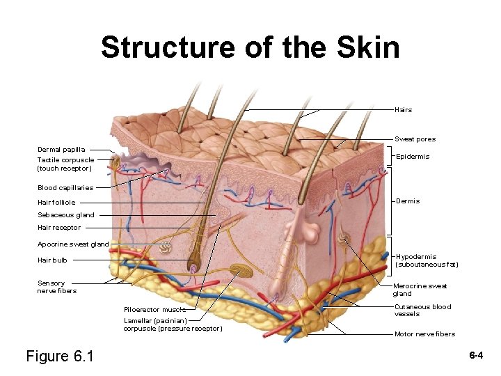 Structure of the Skin Hairs Sweat pores Dermal papilla Tactile corpuscle (touch receptor) Epidermis