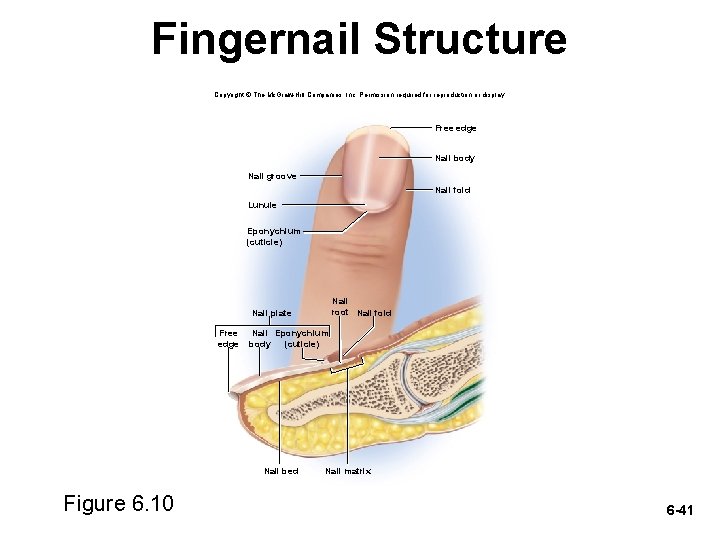 Fingernail Structure Copyright © The Mc. Graw-Hill Companies, Inc. Permission required for reproduction or