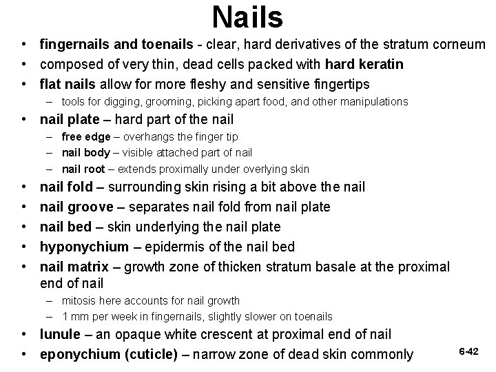 Nails • fingernails and toenails - clear, hard derivatives of the stratum corneum •