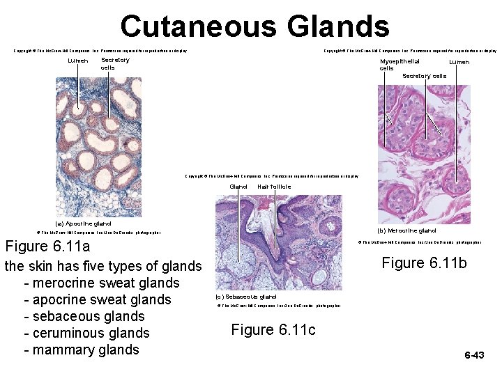 Cutaneous Glands Copyright © The Mc. Graw-Hill Companies, Inc. Permission required for reproduction or