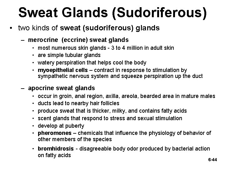 Sweat Glands (Sudoriferous) • two kinds of sweat (sudoriferous) glands – merocrine (eccrine) sweat