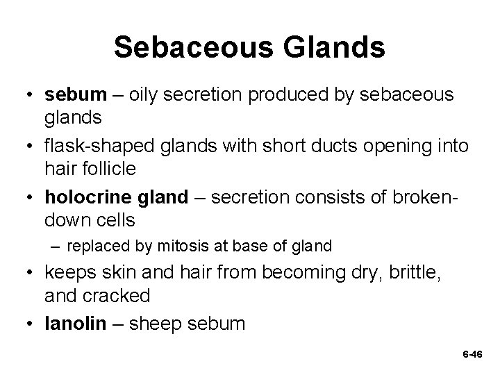 Sebaceous Glands • sebum – oily secretion produced by sebaceous glands • flask-shaped glands