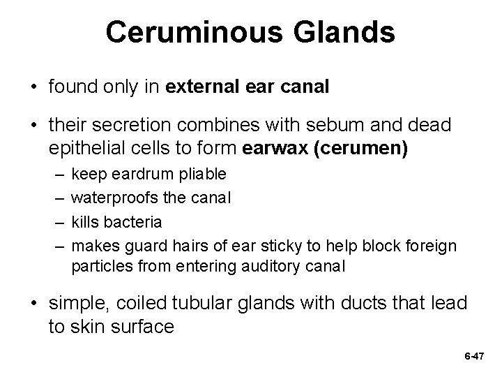 Ceruminous Glands • found only in external ear canal • their secretion combines with