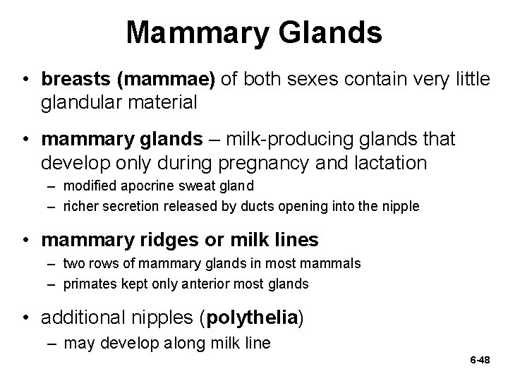 Mammary Glands • breasts (mammae) of both sexes contain very little glandular material •