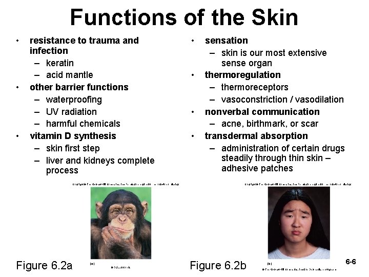 Functions of the Skin • • • resistance to trauma and infection – keratin
