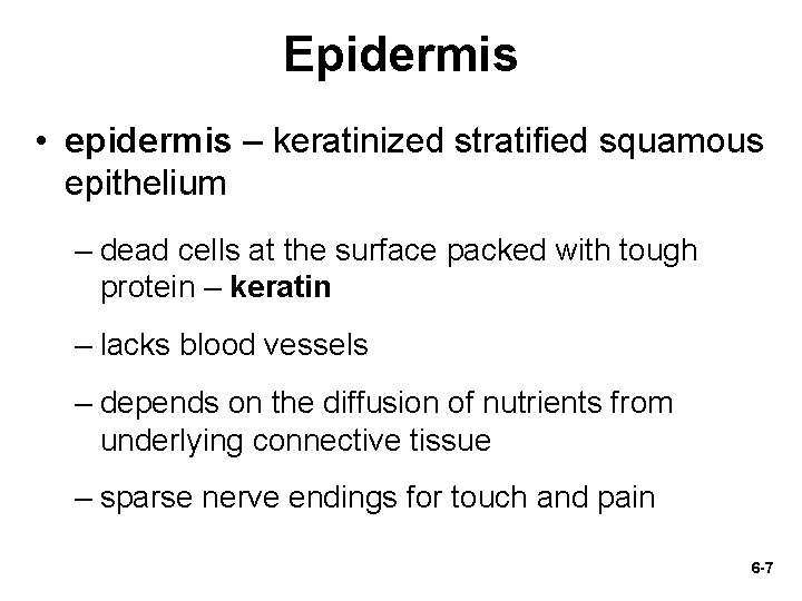 Epidermis • epidermis – keratinized stratified squamous epithelium – dead cells at the surface