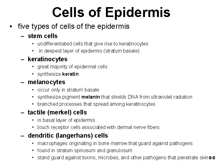 Cells of Epidermis • five types of cells of the epidermis – stem cells