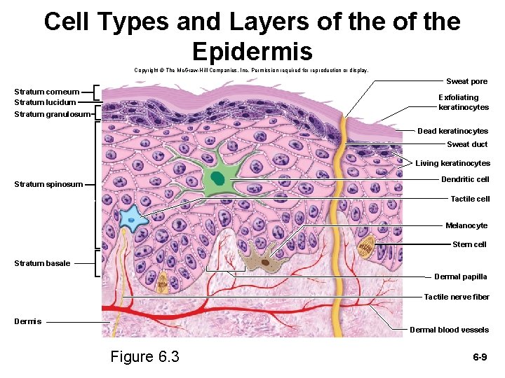 Cell Types and Layers of the Epidermis Copyright © The Mc. Graw-Hill Companies, Inc.