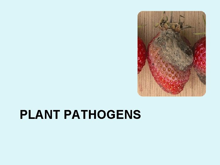 PLANT PATHOGENS 