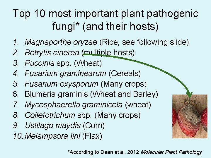 Top 10 most important plant pathogenic fungi* (and their hosts) 1. Magnaporthe oryzae (Rice,