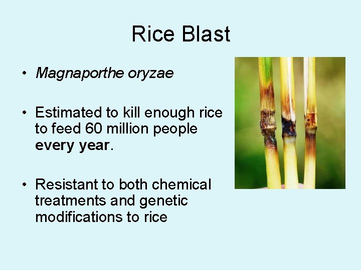 Rice Blast • Magnaporthe oryzae • Estimated to kill enough rice to feed 60