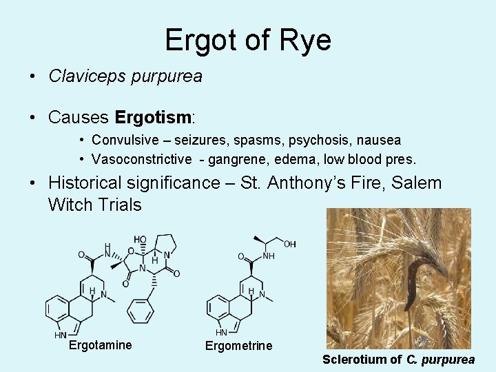 Ergot of Rye • Claviceps purpurea • Causes Ergotism: • Convulsive – seizures, spasms,