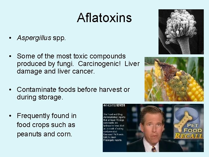 Aflatoxins • Aspergillus spp. • Some of the most toxic compounds produced by fungi.