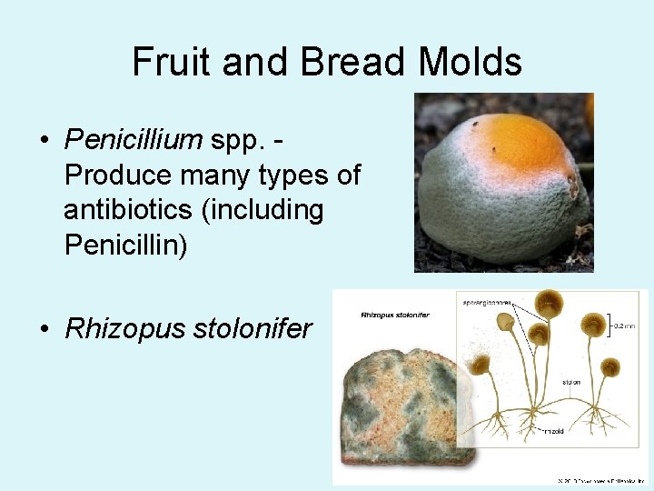 Fruit and Bread Molds • Penicillium spp. Produce many types of antibiotics (including Penicillin)
