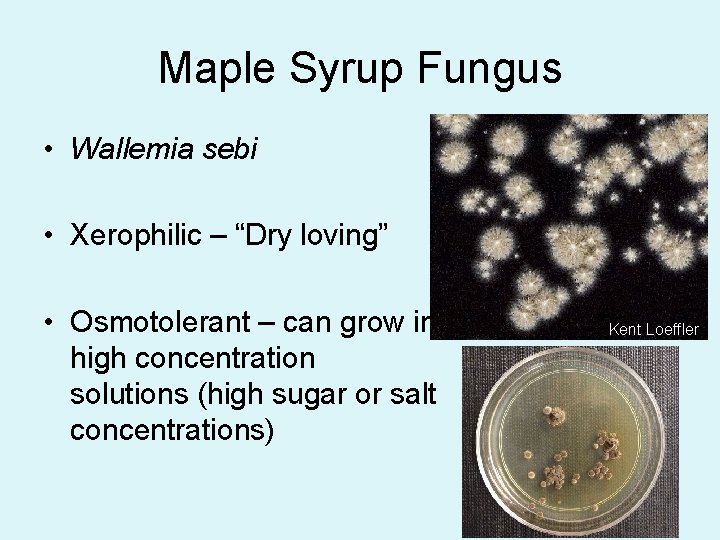 Maple Syrup Fungus • Wallemia sebi • Xerophilic – “Dry loving” • Osmotolerant –