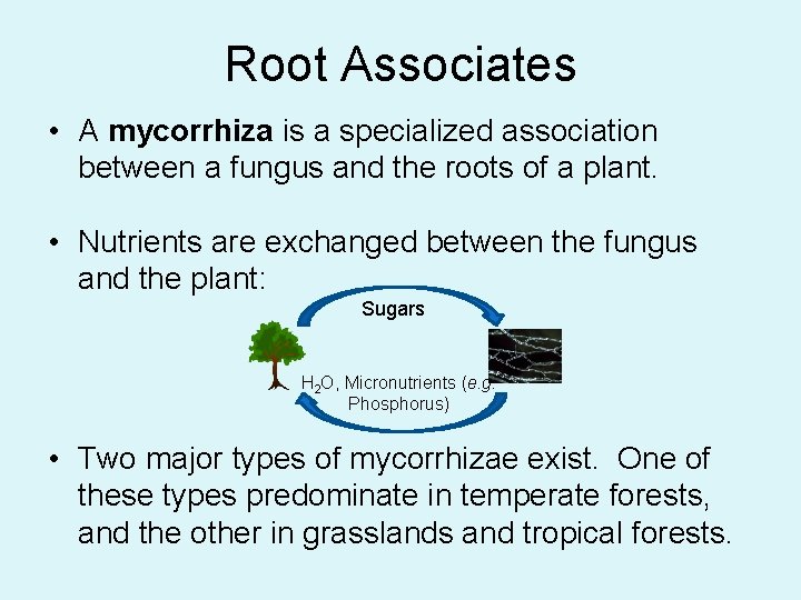 Root Associates • A mycorrhiza is a specialized association between a fungus and the