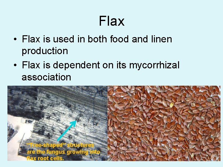 Flax • Flax is used in both food and linen production • Flax is