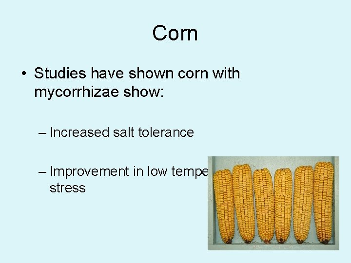 Corn • Studies have shown corn with mycorrhizae show: – Increased salt tolerance –