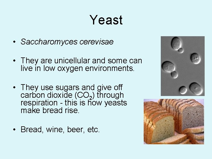 Yeast • Saccharomyces cerevisae • They are unicellular and some can live in low
