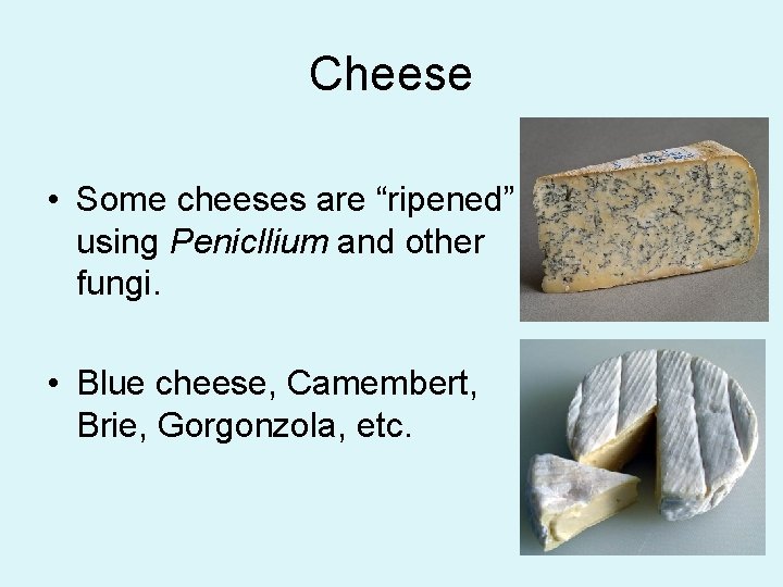 Cheese • Some cheeses are “ripened” using Penicllium and other fungi. • Blue cheese,
