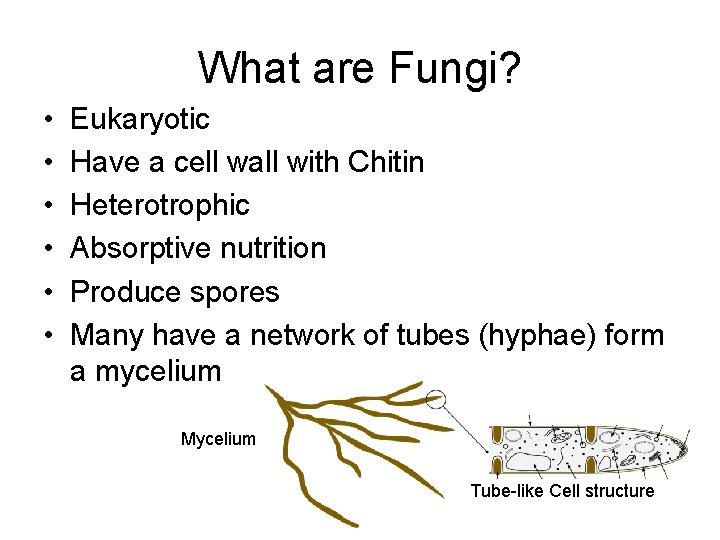 What are Fungi? • • • Eukaryotic Have a cell wall with Chitin Heterotrophic