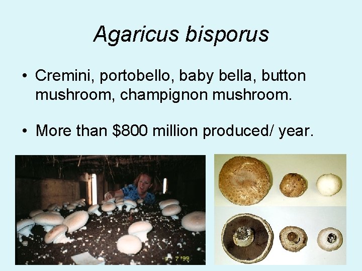 Agaricus bisporus • Cremini, portobello, baby bella, button mushroom, champignon mushroom. • More than