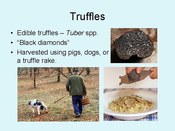 Truffles • Edible truffles – Tuber spp. • “Black diamonds” • Harvested using pigs,