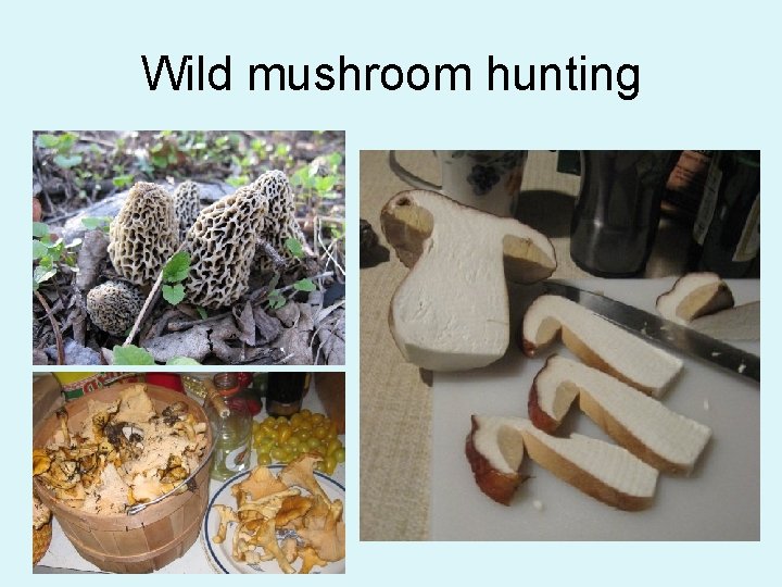 Wild mushroom hunting 