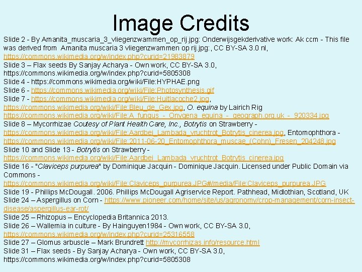 Image Credits Slide 2 - By Amanita_muscaria_3_vliegenzwammen_op_rij. jpg: Onderwijsgekderivative work: Ak ccm - This