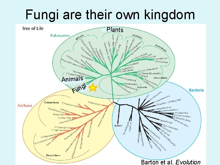 Fungi are their own kingdom Plants Animals gi n Fu Barton et al. Evolution