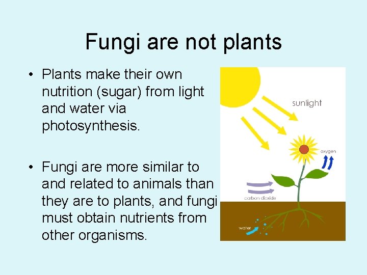 Fungi are not plants • Plants make their own nutrition (sugar) from light and