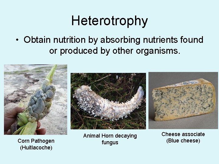 Heterotrophy • Obtain nutrition by absorbing nutrients found or produced by other organisms. Corn