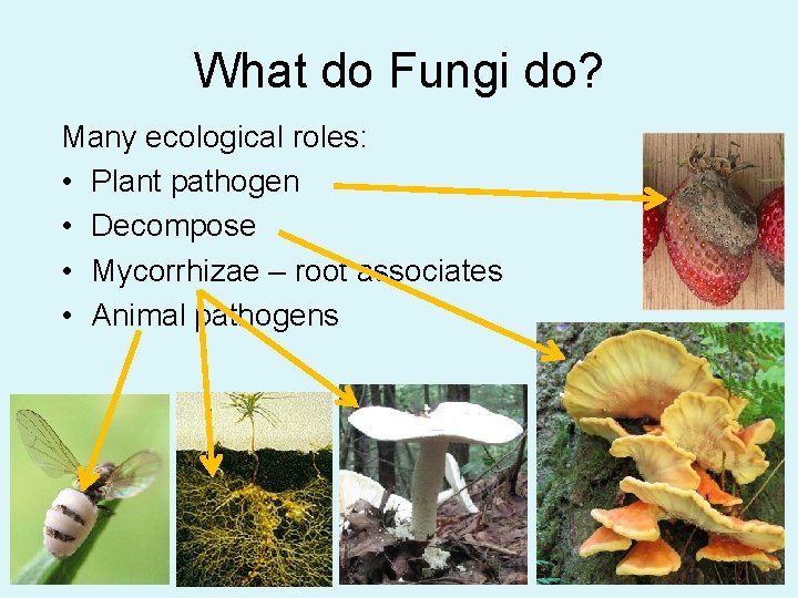 What do Fungi do? Many ecological roles: • Plant pathogen • Decompose • Mycorrhizae