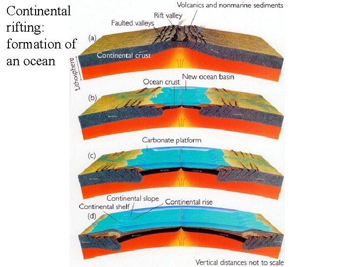 Continental rifting: formation of an ocean 