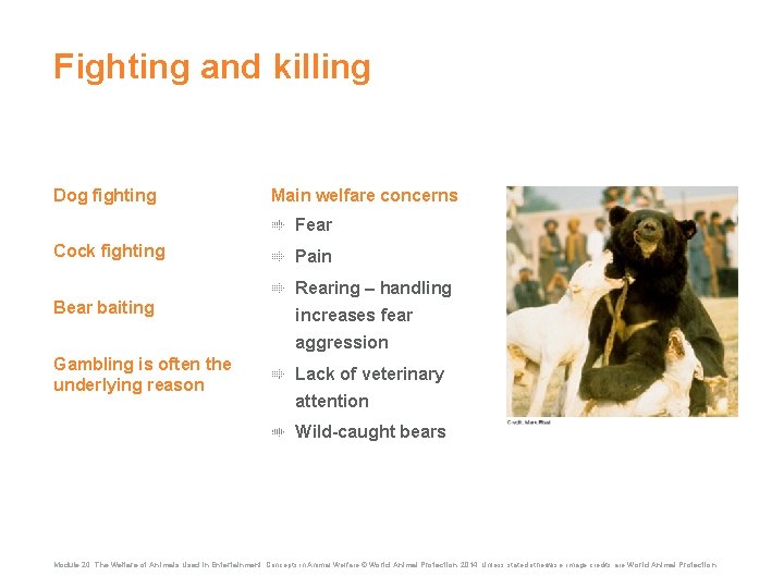 Fighting and killing Dog fighting Main welfare concerns Fear Cock fighting Pain Rearing –