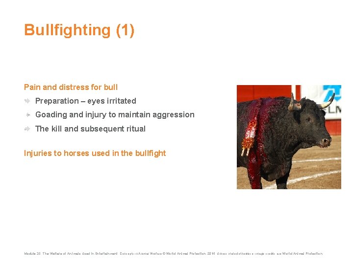 Bullfighting (1) Pain and distress for bull Preparation – eyes irritated Goading and injury