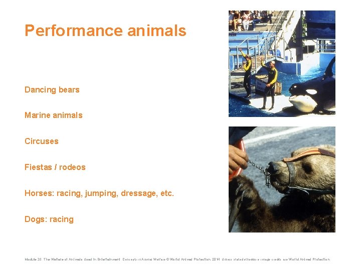 Performance animals Dancing bears Marine animals Circuses Fiestas / rodeos Horses: racing, jumping, dressage,
