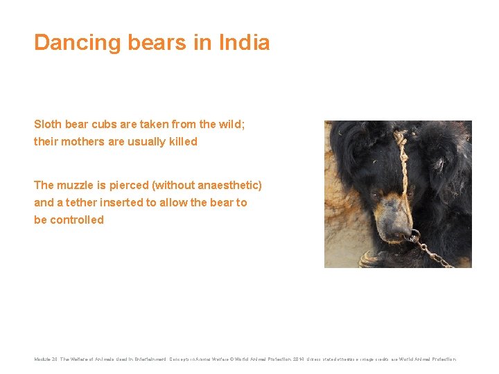 Dancing bears in India Sloth bear cubs are taken from the wild; their mothers