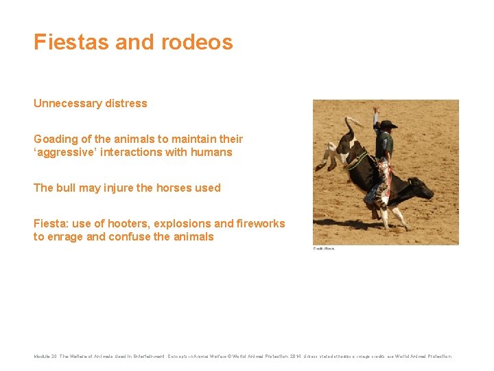 Fiestas and rodeos Unnecessary distress Goading of the animals to maintain their ‘aggressive’ interactions