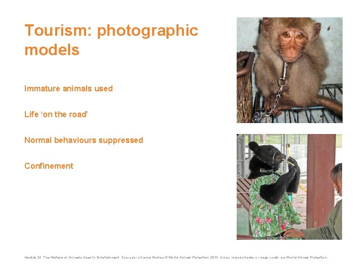 Tourism: photographic models Immature animals used Life ‘on the road’ Normal behaviours suppressed Confinement