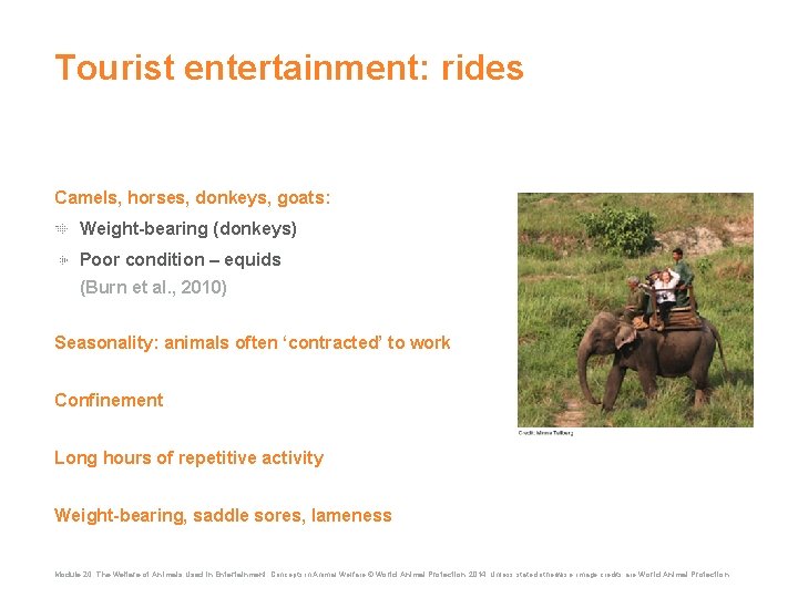 Tourist entertainment: rides Camels, horses, donkeys, goats: Weight-bearing (donkeys) Poor condition – equids (Burn
