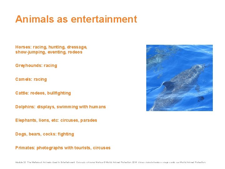 Animals as entertainment Horses: racing, hunting, dressage, show-jumping, eventing, rodeos Greyhounds: racing Camels: racing