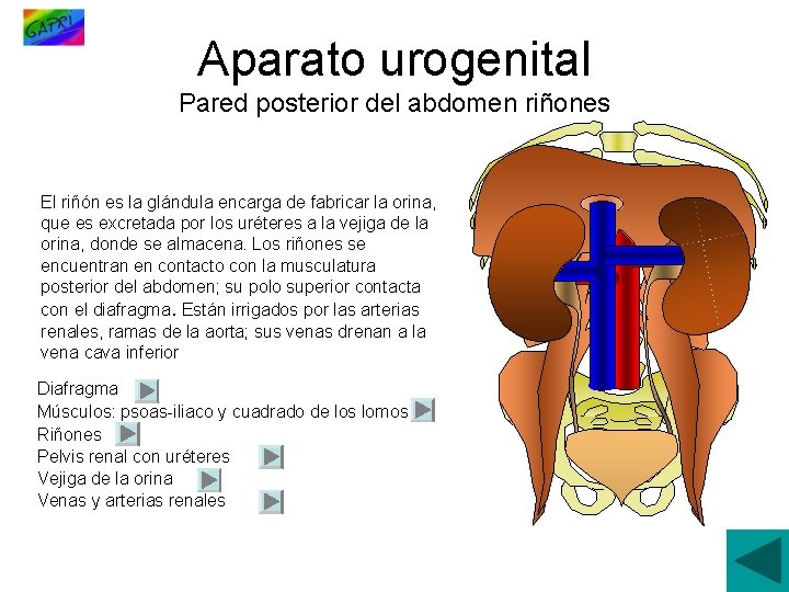 Aparato urogenital Pared posterior del abdomen riñones El riñón es la glándula encarga de