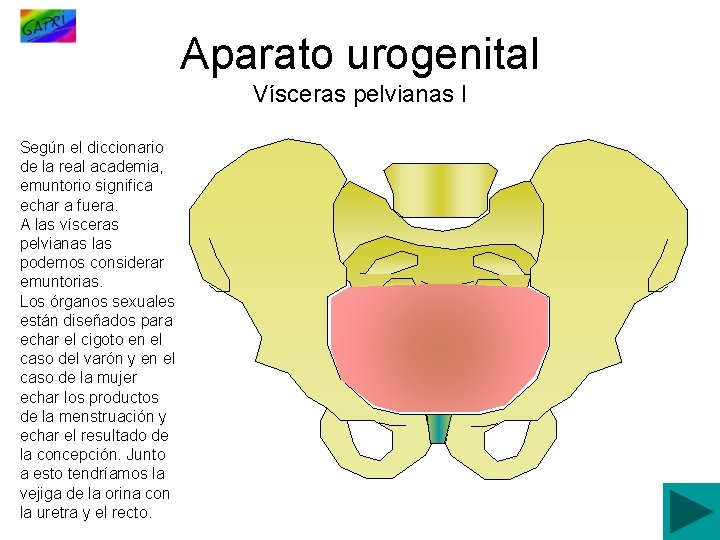 Aparato urogenital Vísceras pelvianas I Según el diccionario de la real academia, emuntorio significa